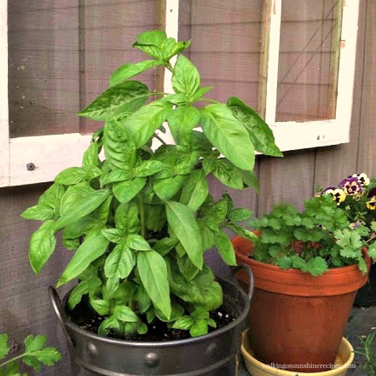 Basil plant in pot on shelf. 