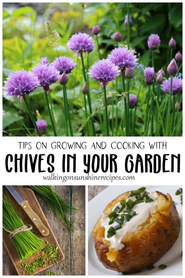 Growing chives in the herb garden. 