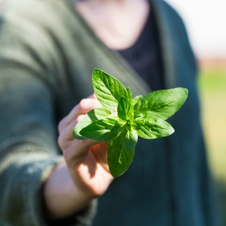 Growing basil in your garden is easy with these tips and a few delicious recipes that will show you why basil deserves a spot in every kitchen garden. Woman holding basil leaves fresh picked from the garden.