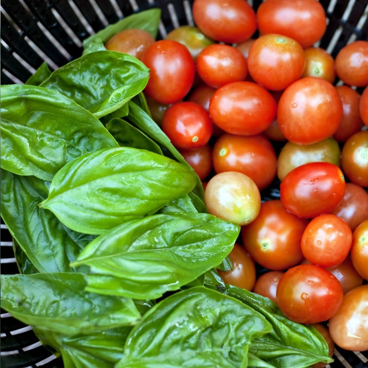 Basket of basil leaves and grape tomatoes