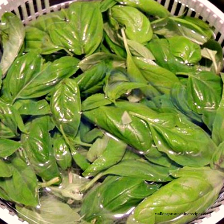 Fresh basil leaves in salad spinner. 