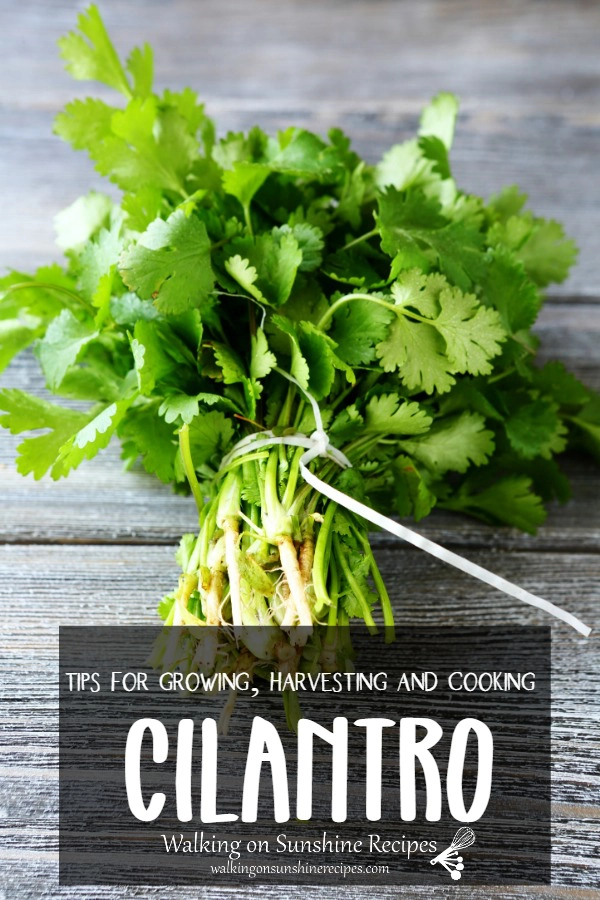 Tips for Growing, Harvesting and Cooking with Cilantro 