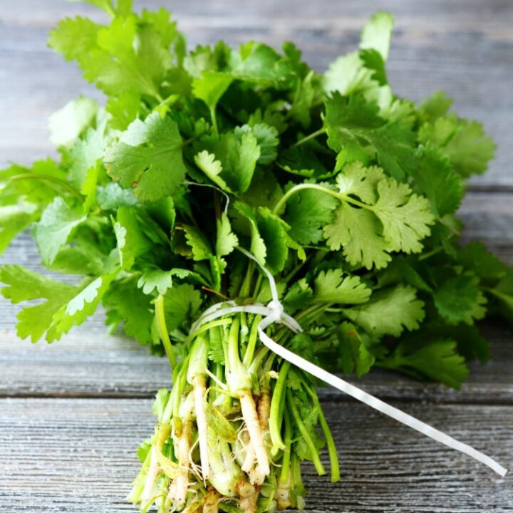 Cilantro Tips for Growing and Cooking Walking On Sunshine Recipes