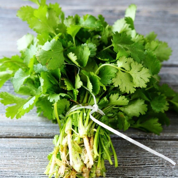Bunch of cilantro tied with garden twine on wooden board. 