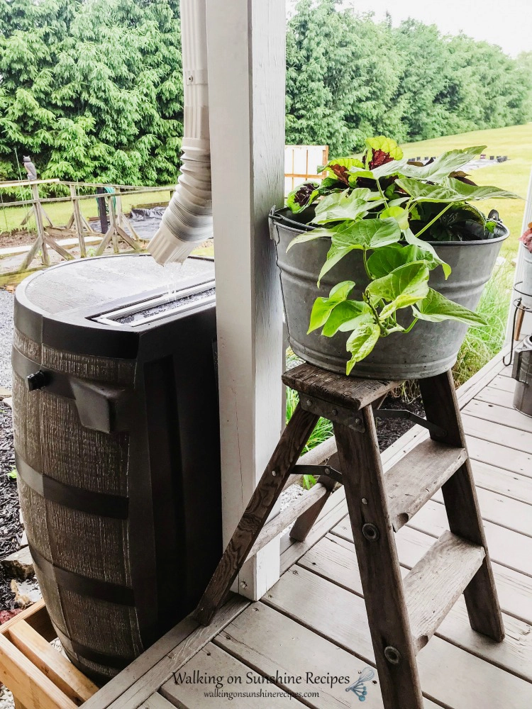 Rain barrel with potted plant in galvanized tub on ladder. 