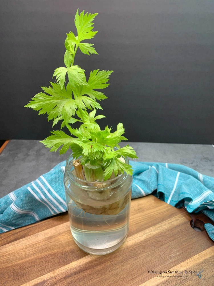 Celery growing in a jar of water. 