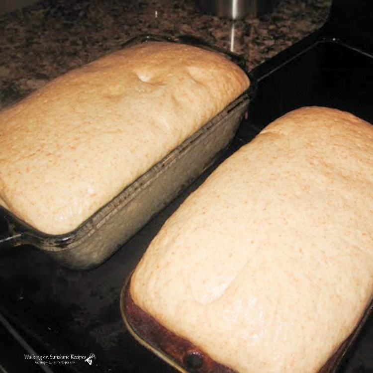 Honey Wheat Bread ready for the oven in two loaf pans. 