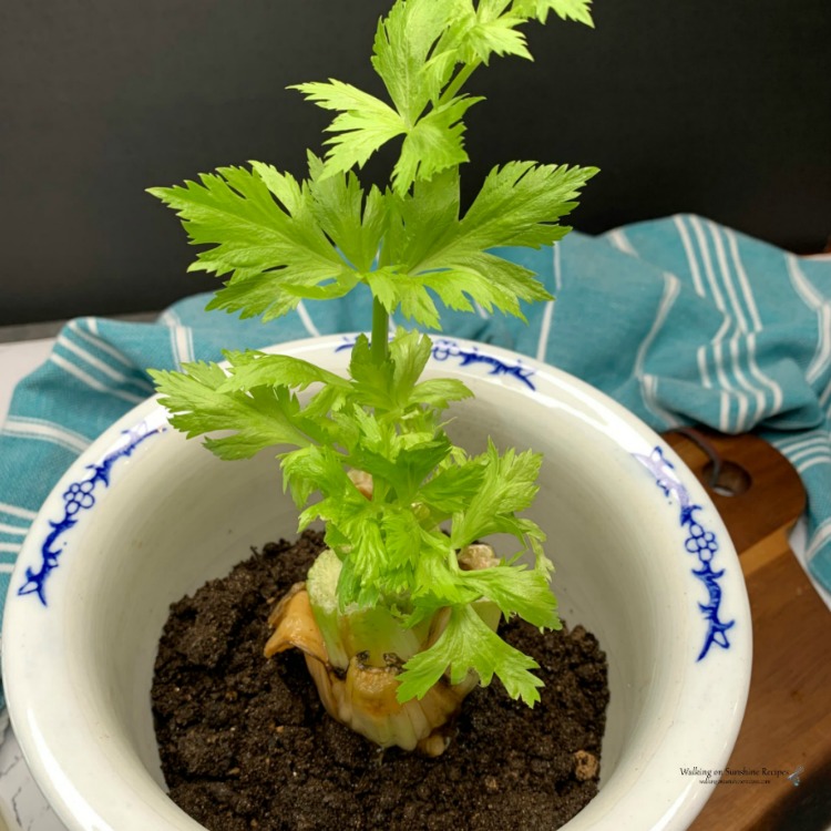 Celery that was grown from scraps planted in a dirt. 