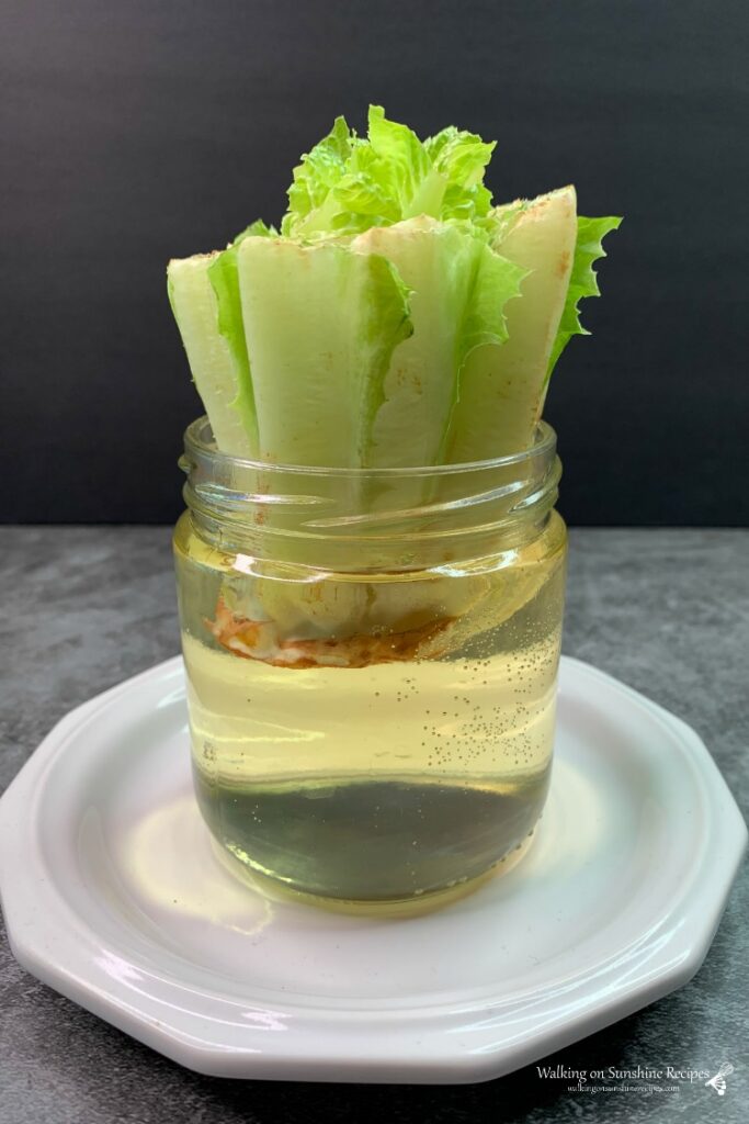 Few days growth of romaine lettuce in jar of water