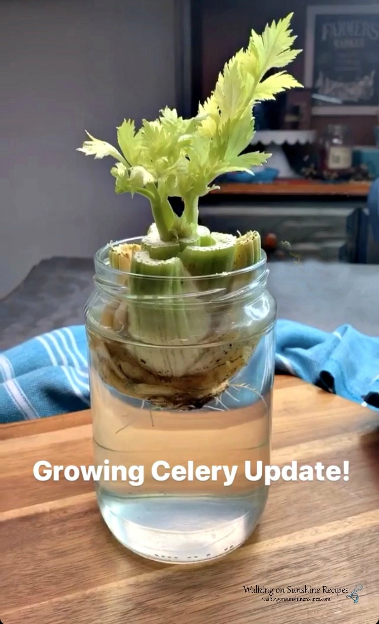 Celery just starting to grow from a scrap in a jar of water. 