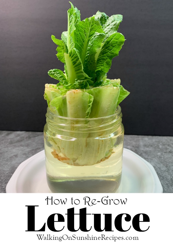 Re-Growing Lettuce is easy to do and you'll love the results! 