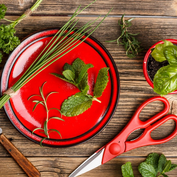 Red plate with herbs and scissors 