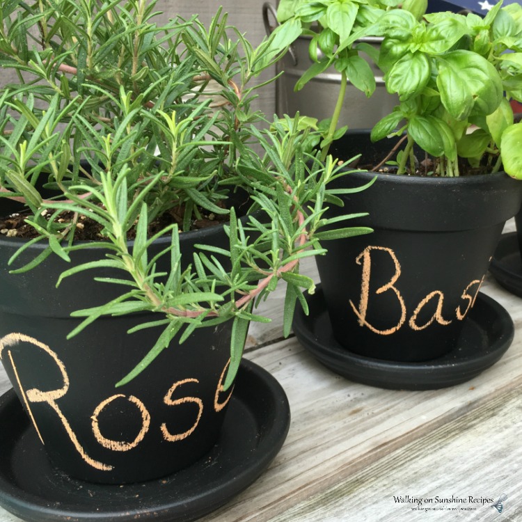 Rosemary and Basil herb plants in chalkboard clay pots. 