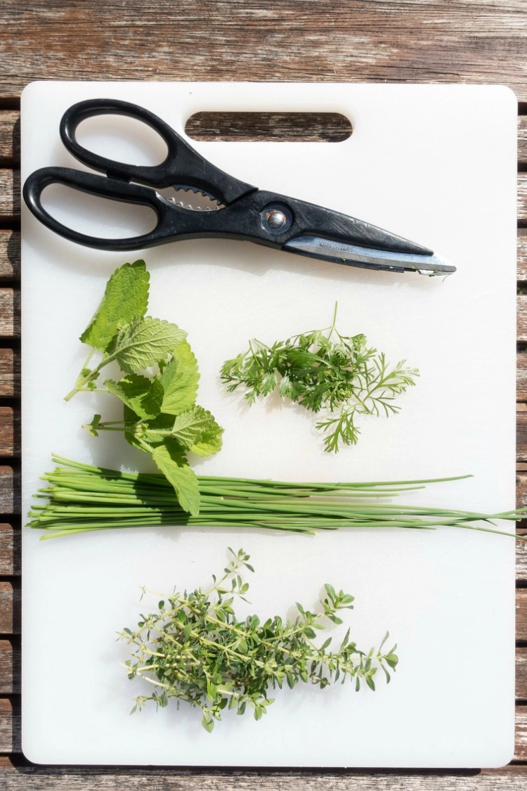 Fresh herbs on white cutting board with scissors. 