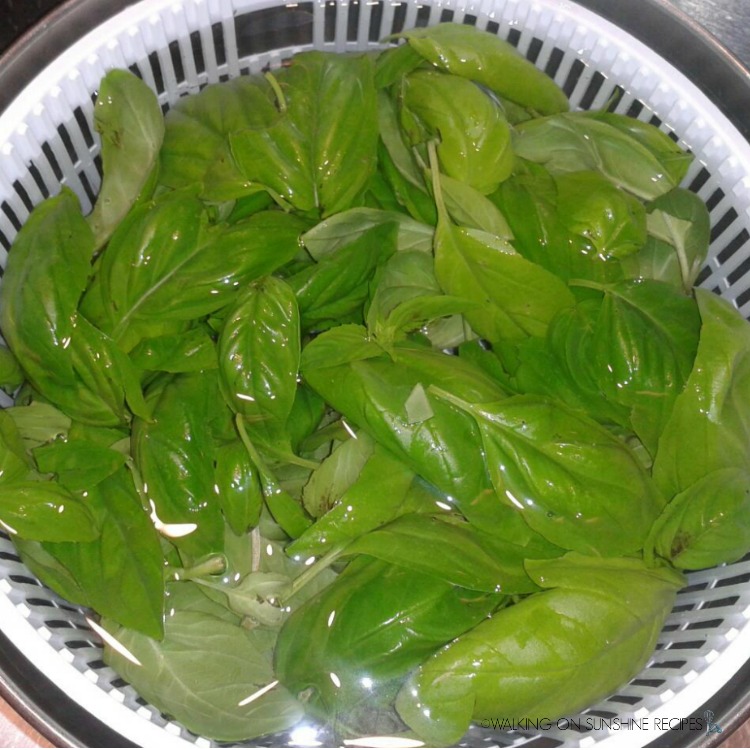 Fresh Basil in Salad Spinner and Water