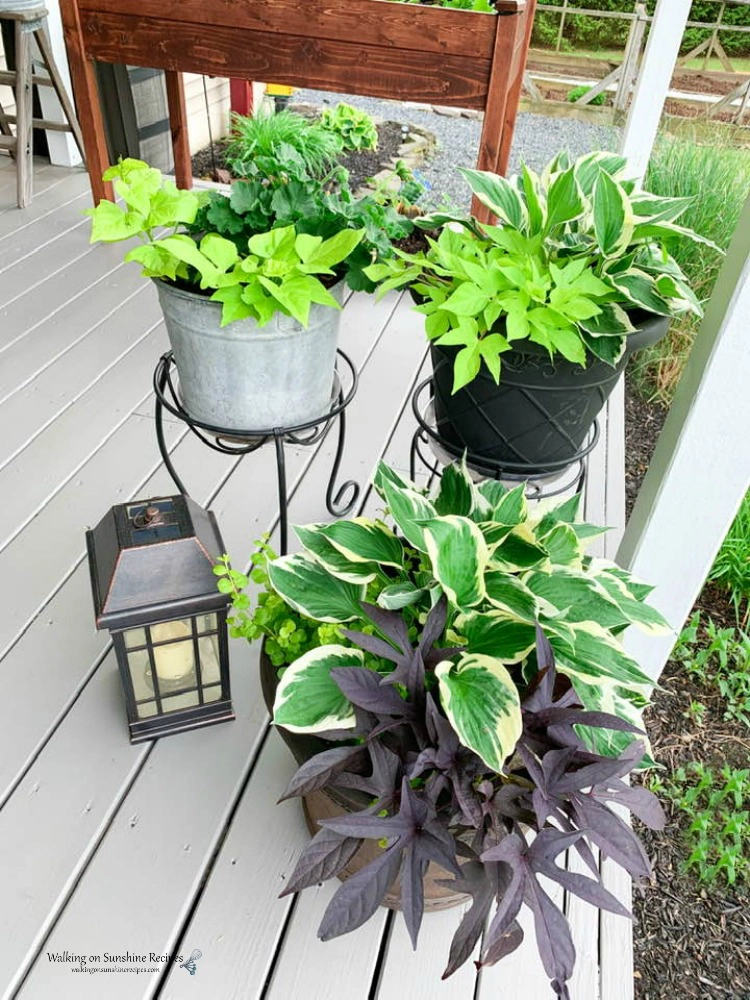 what to plant with hostas. 