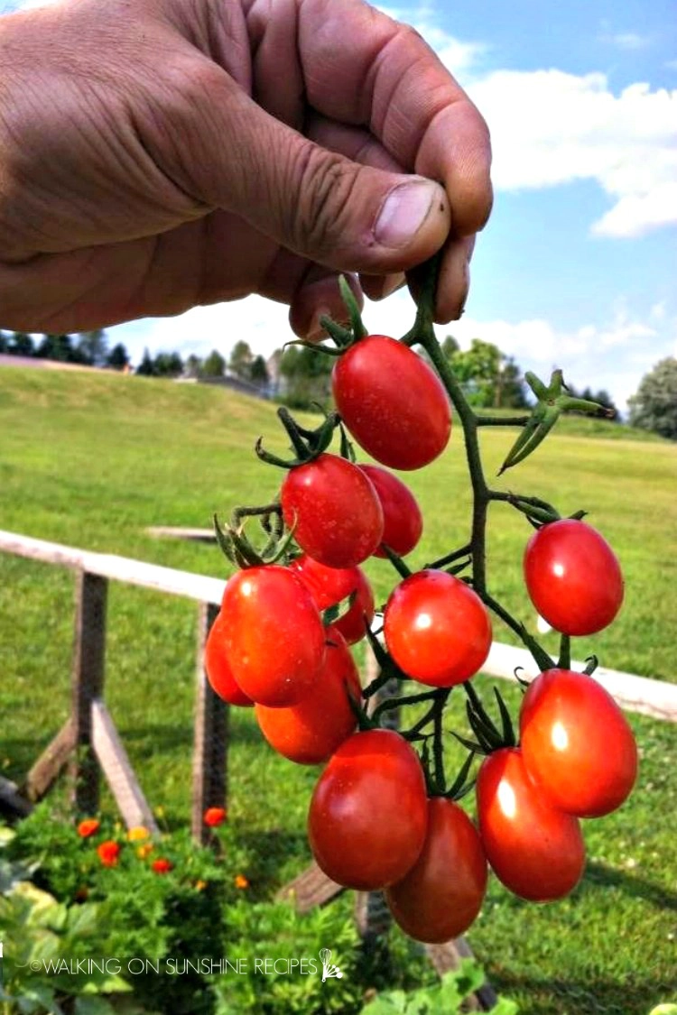 Grape tomatoes on vine being held in the air. 