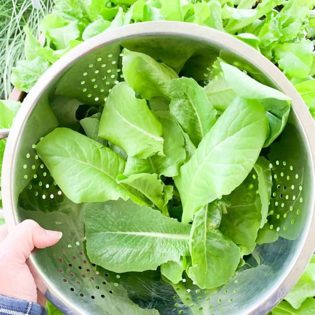 How to Wash and Dry Lettuce Walking On Sunshine Recipes