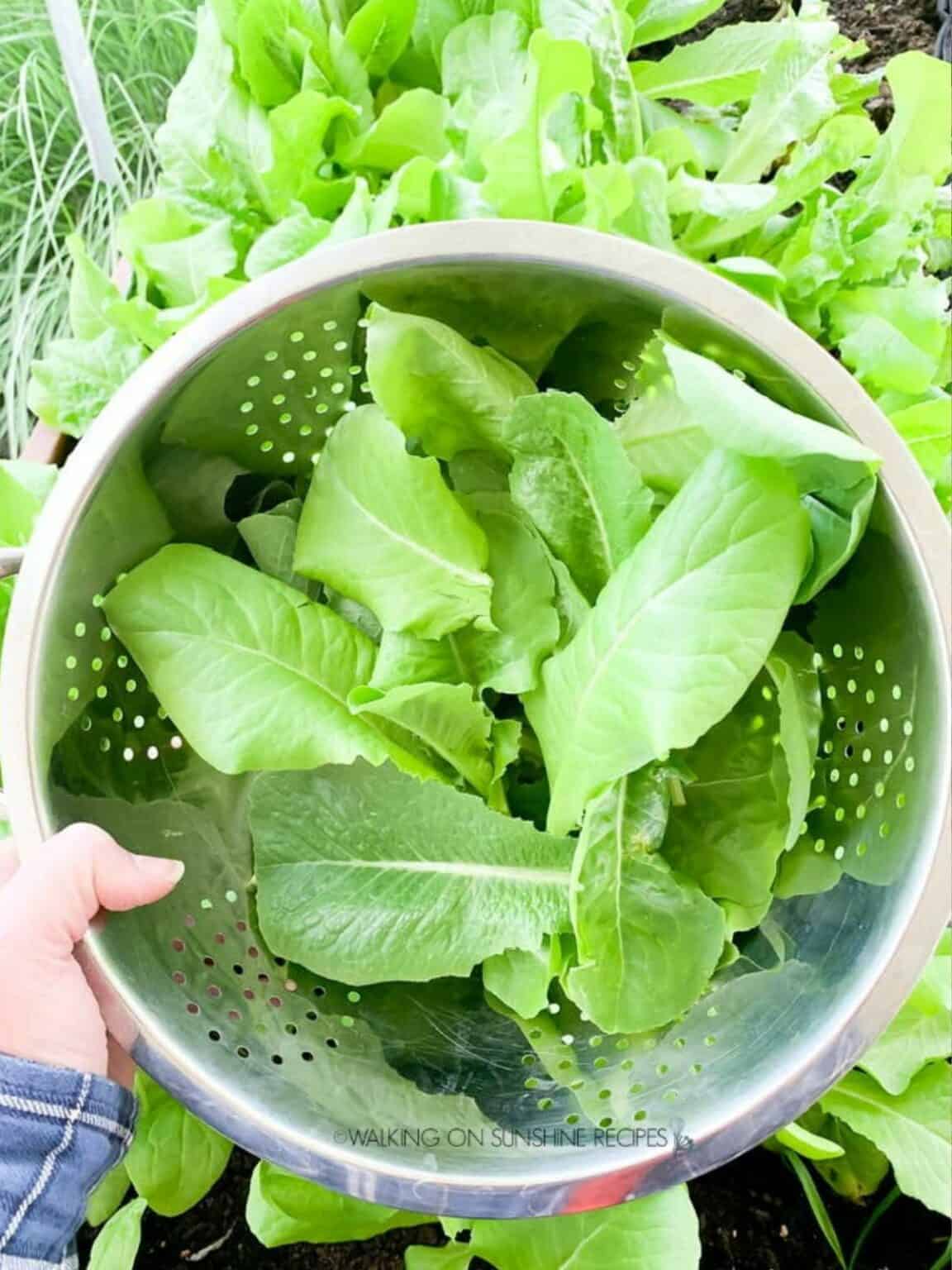 How to Wash and Dry Lettuce Walking On Sunshine Recipes