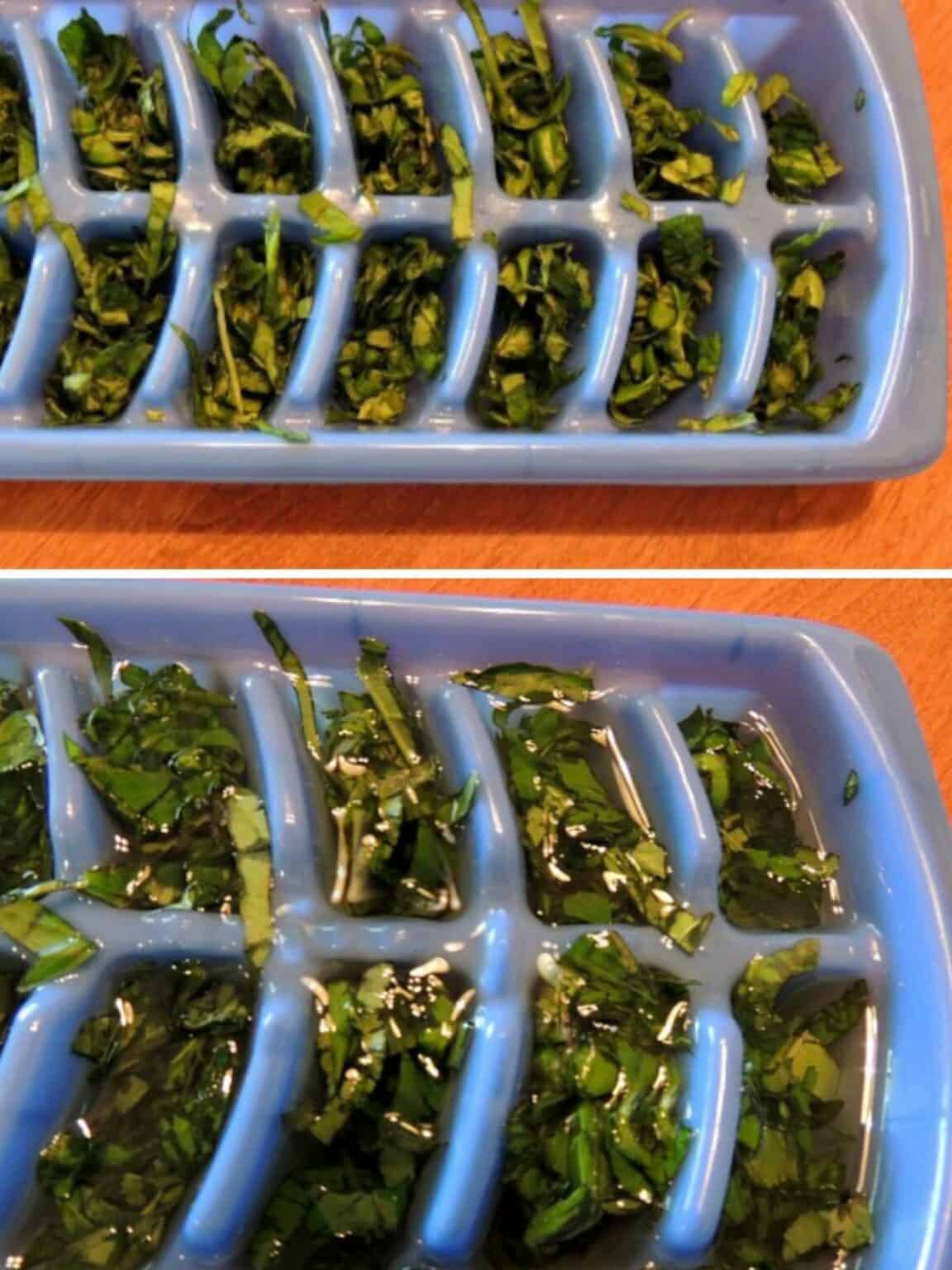 How to Freeze Basil in Ice Cube Trays Walking on Sunshine