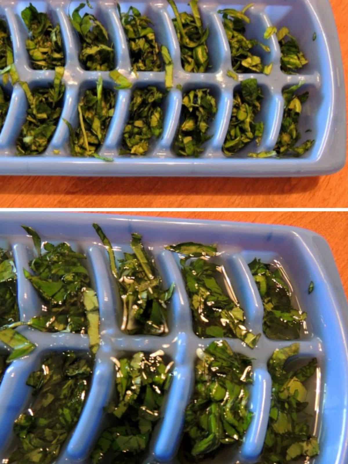 fresh basil leaves in ice cube trays and olive oil.