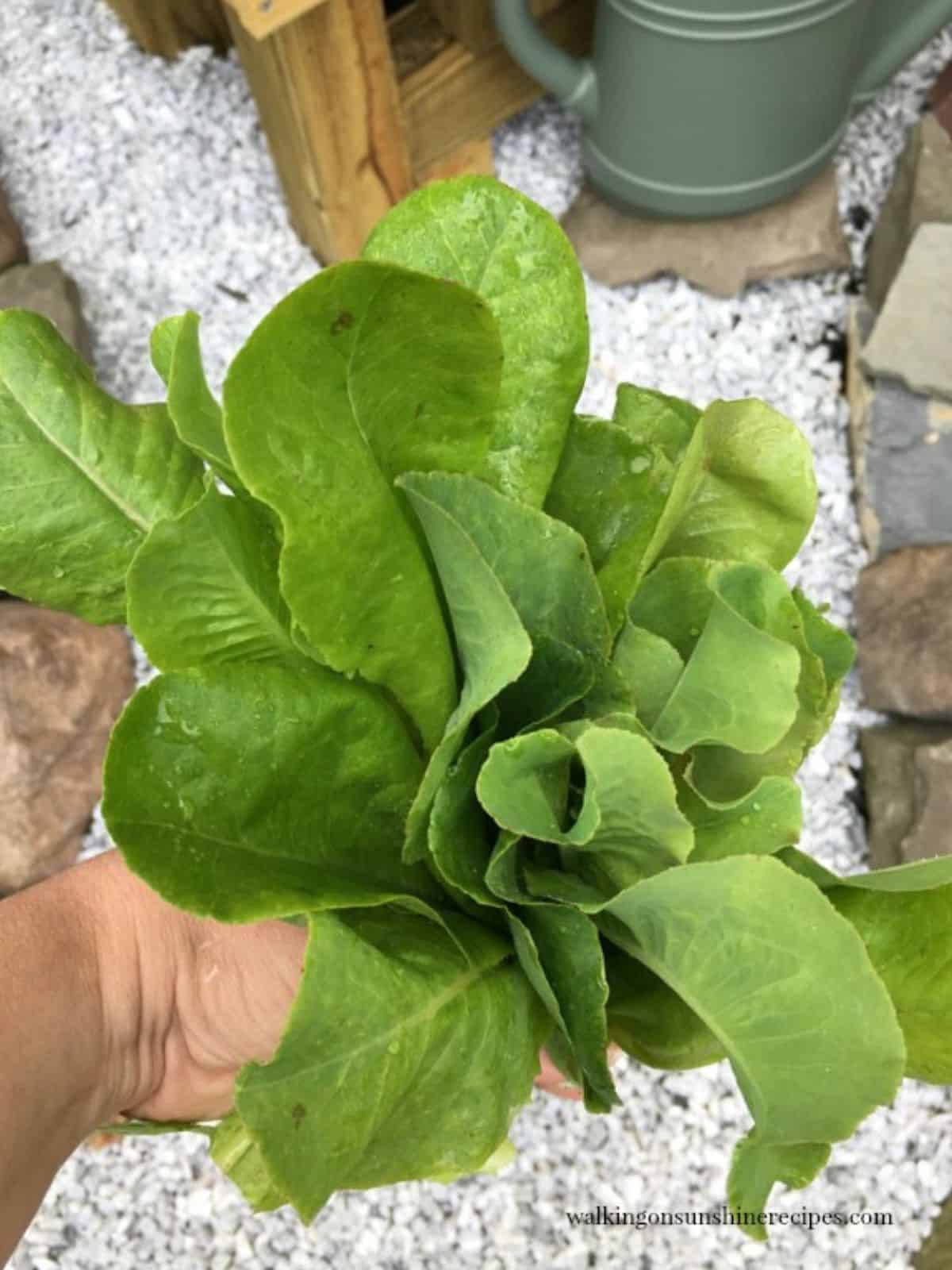 holding fresh lettuce from the garden.