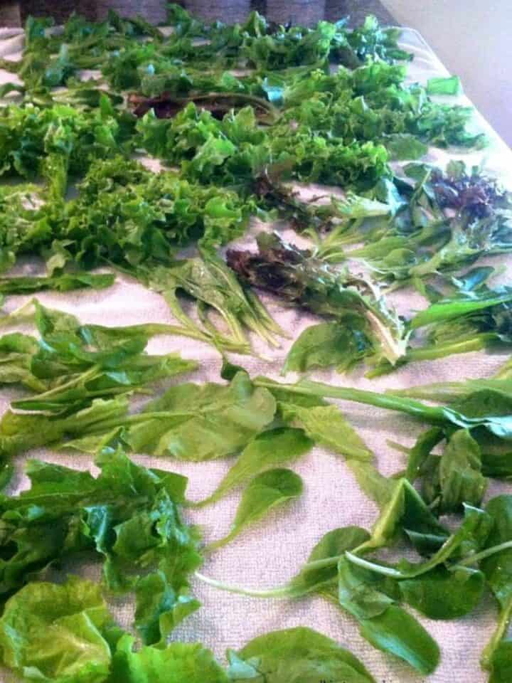 How to Wash and Dry Lettuce Walking On Sunshine Recipes