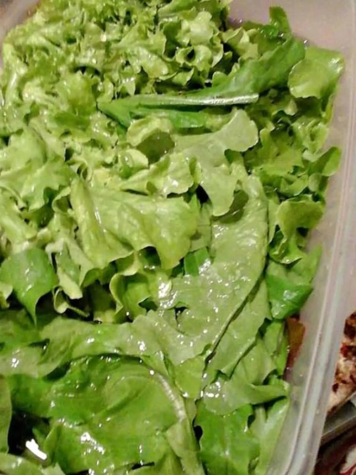 soaking lettuce in water.