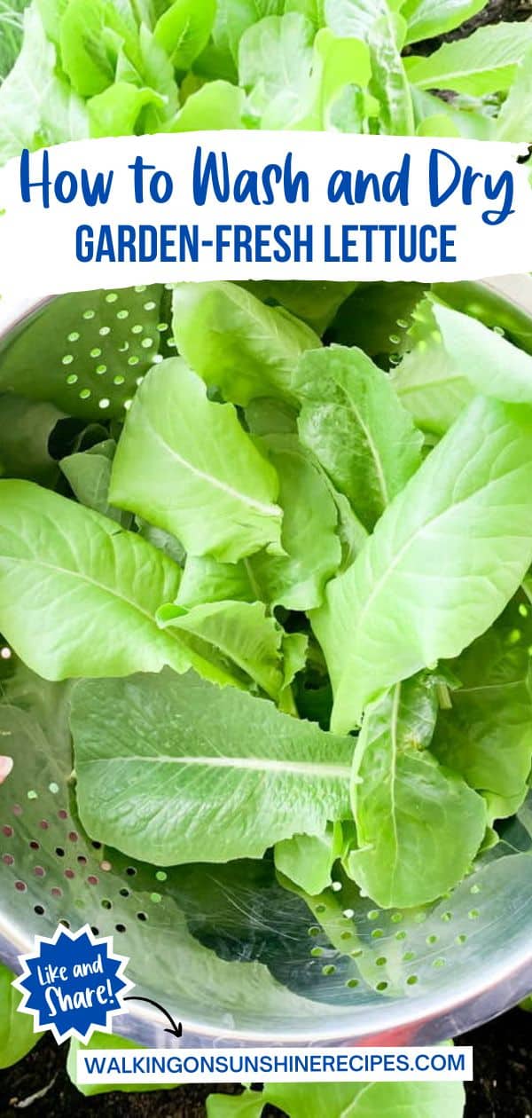 How to Wash and Dry Lettuce Walking On Sunshine Recipes
