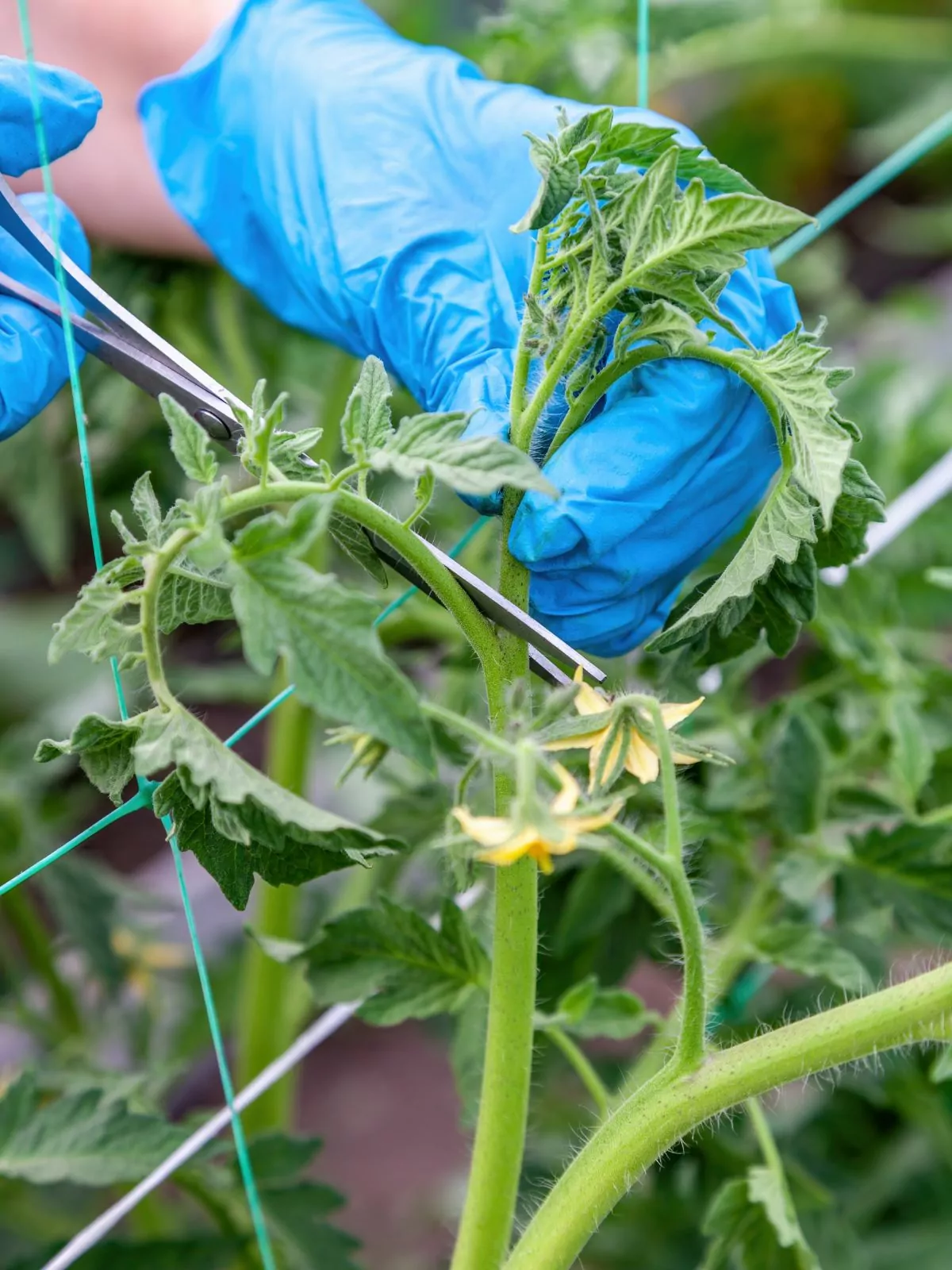 pruning tomatoes with shears and blue plastic gloves.