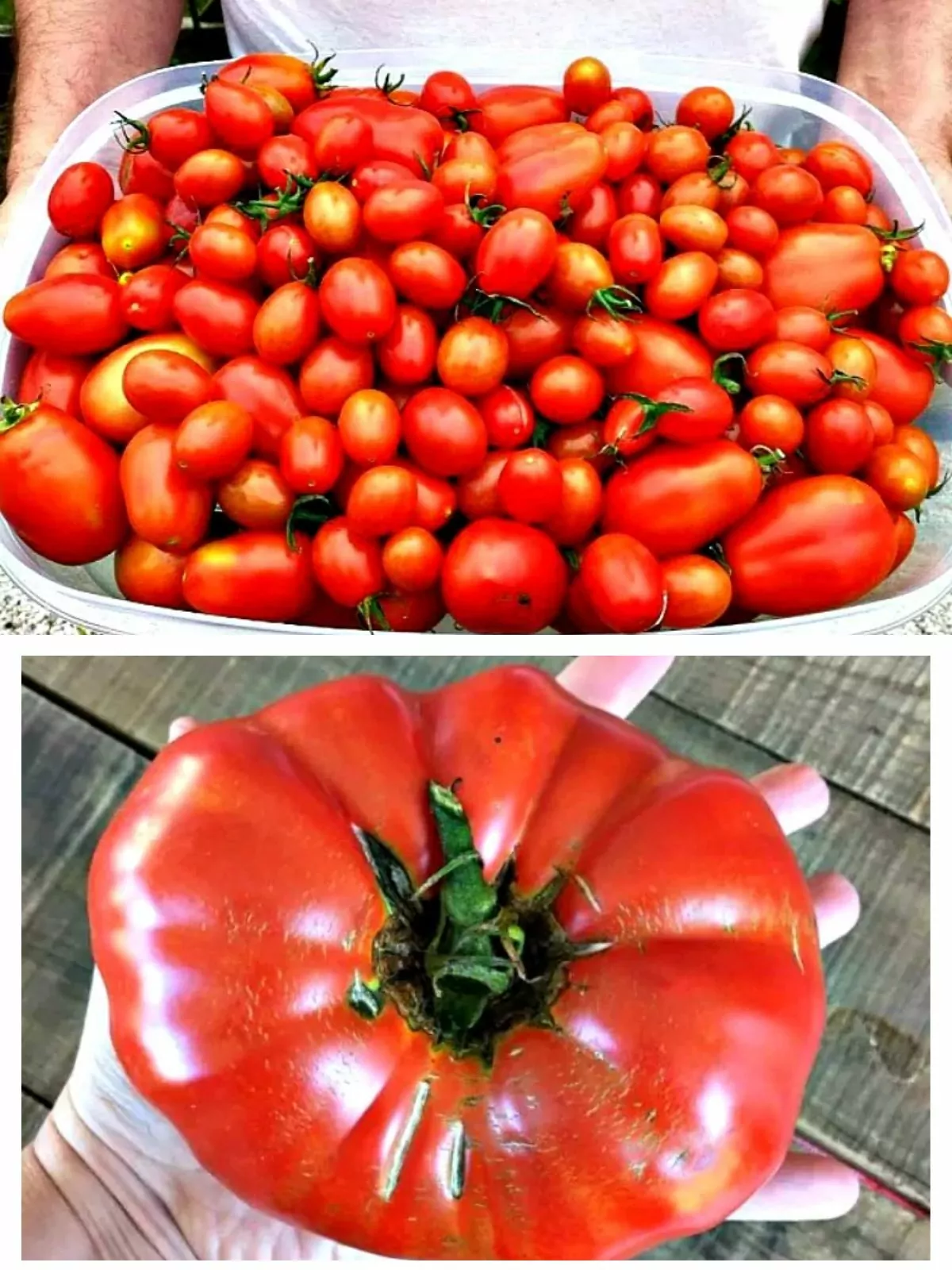 A container overflowing with ripe, red tomatoes freshly picked from a garden.