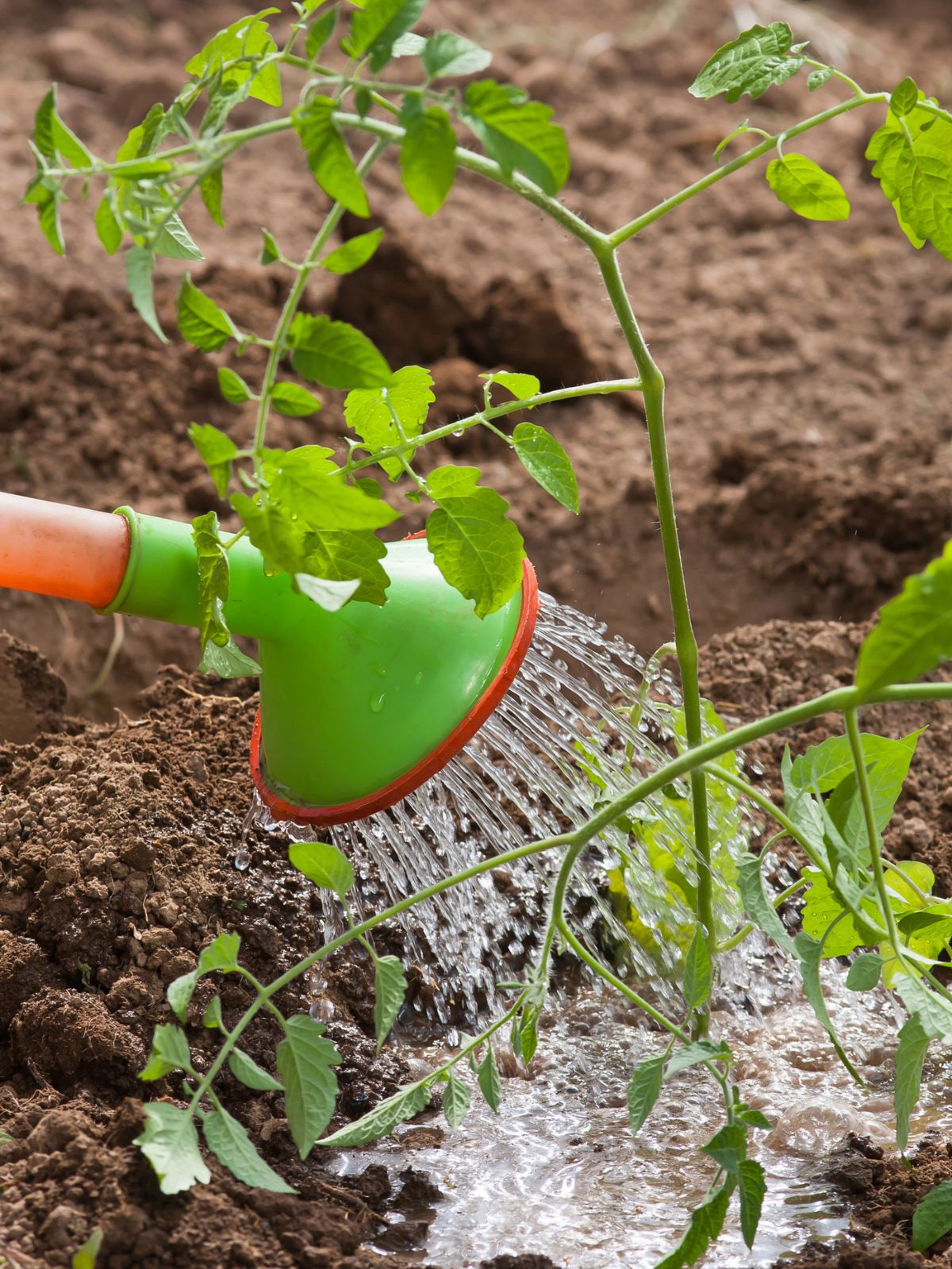 watering new tomato plant.