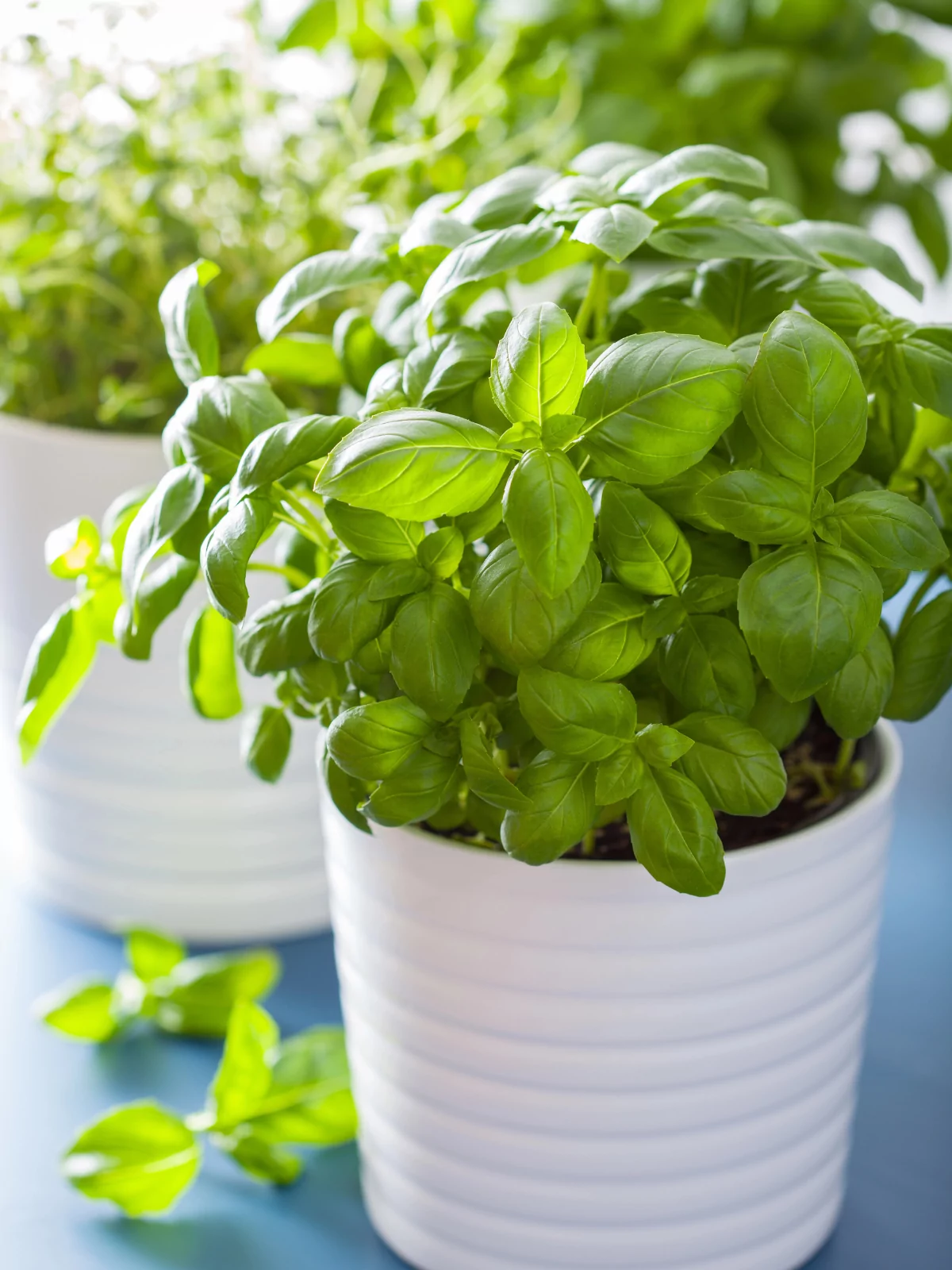 fresh basil in white pot.