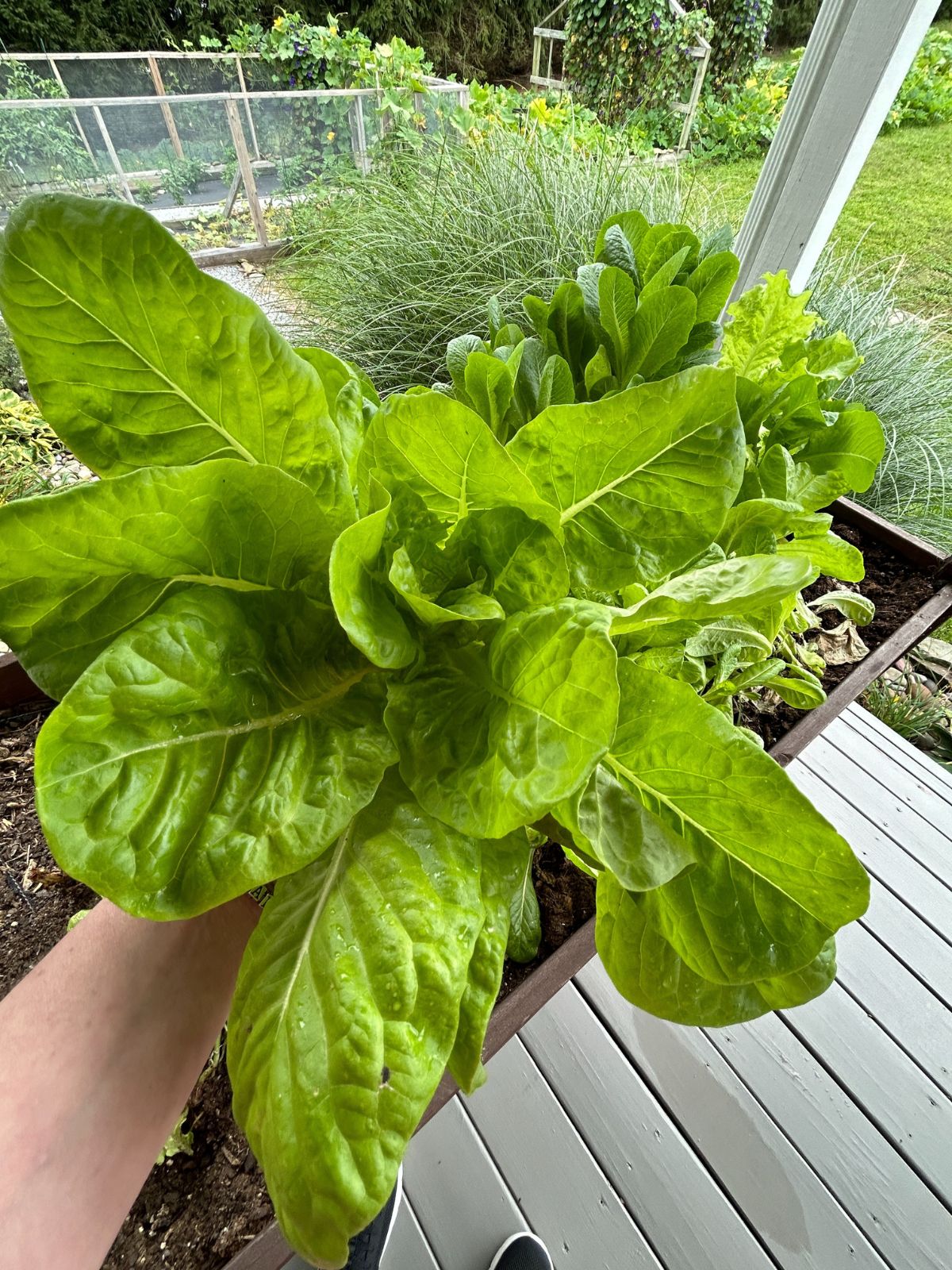 fresh picked lettuce.