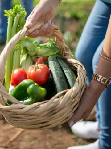 basket of vegetables held by woman in garden.