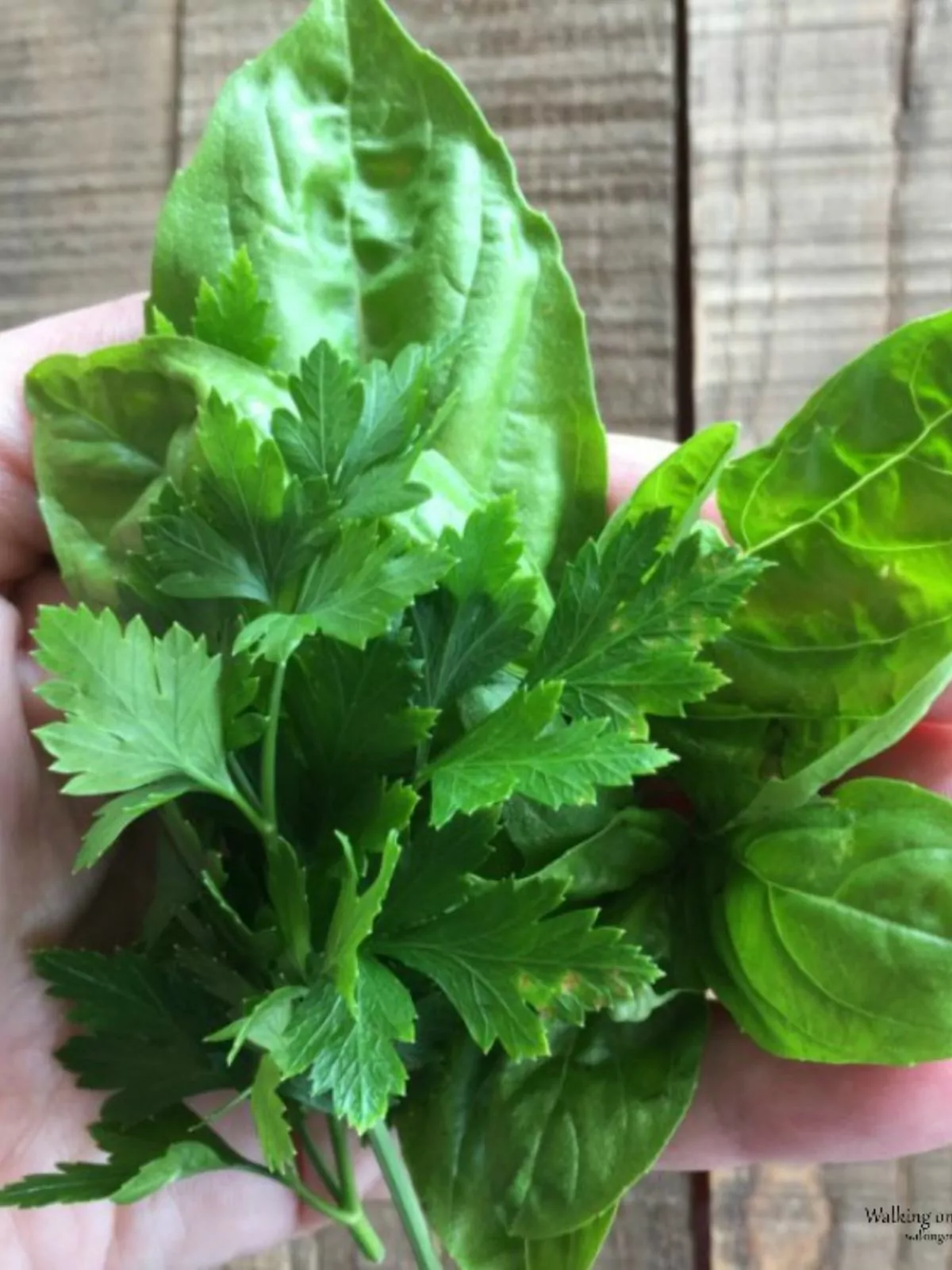 handful of fresh herbs.