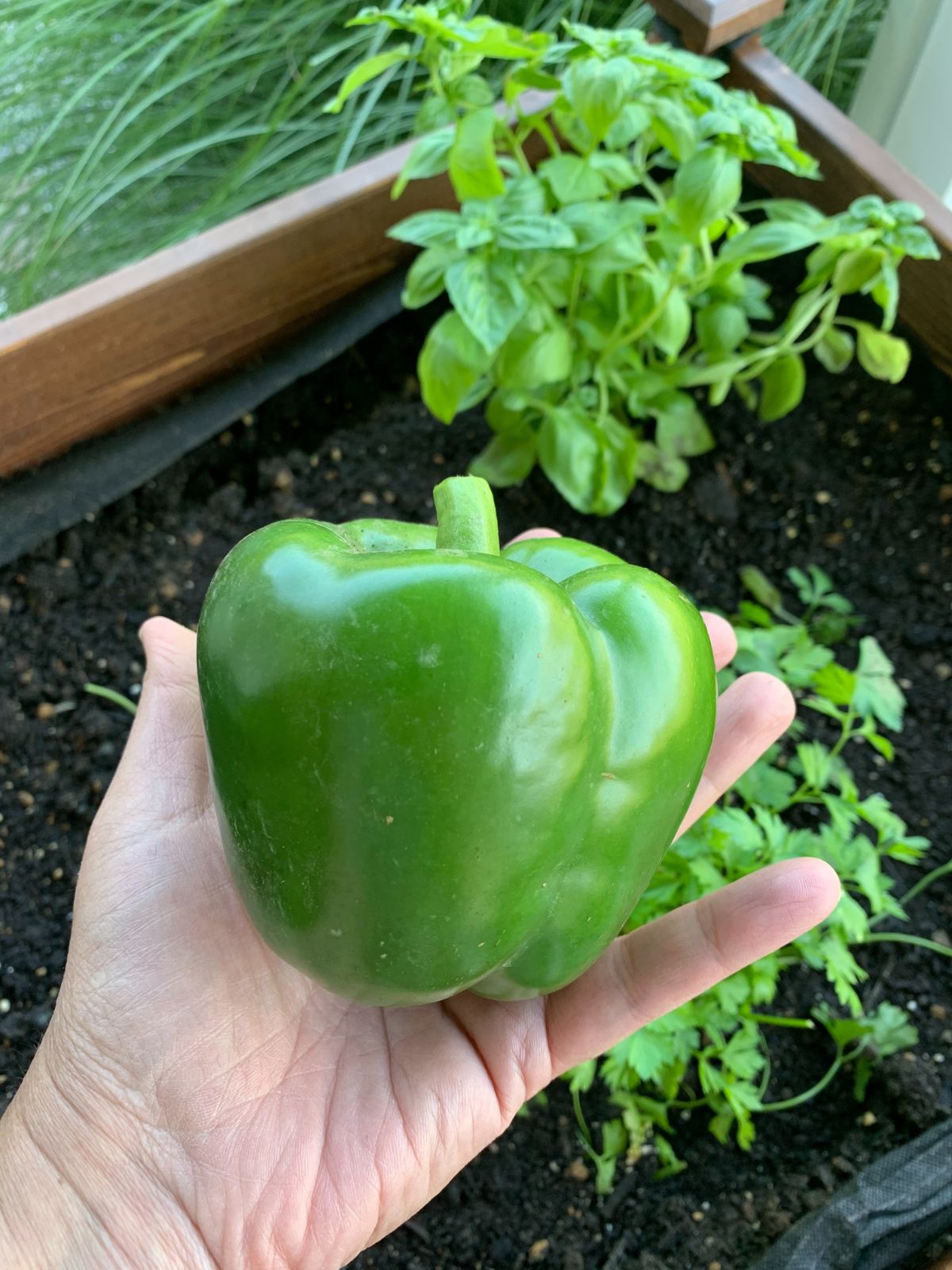 green pepper in hand.