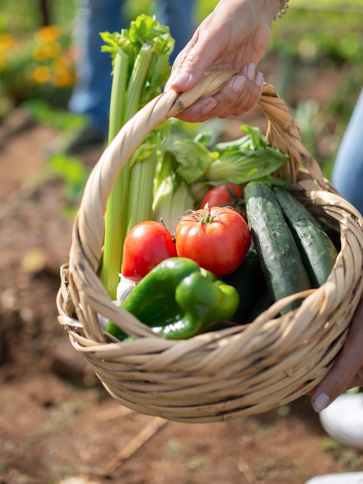 home grown veggies in basket.