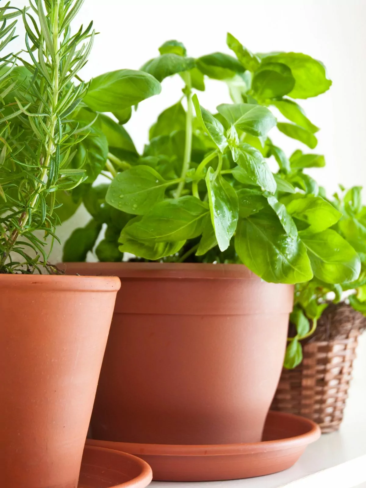 fresh herbs in clay pots and a basket.