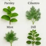 cooking with herbs 101 Pinterest.