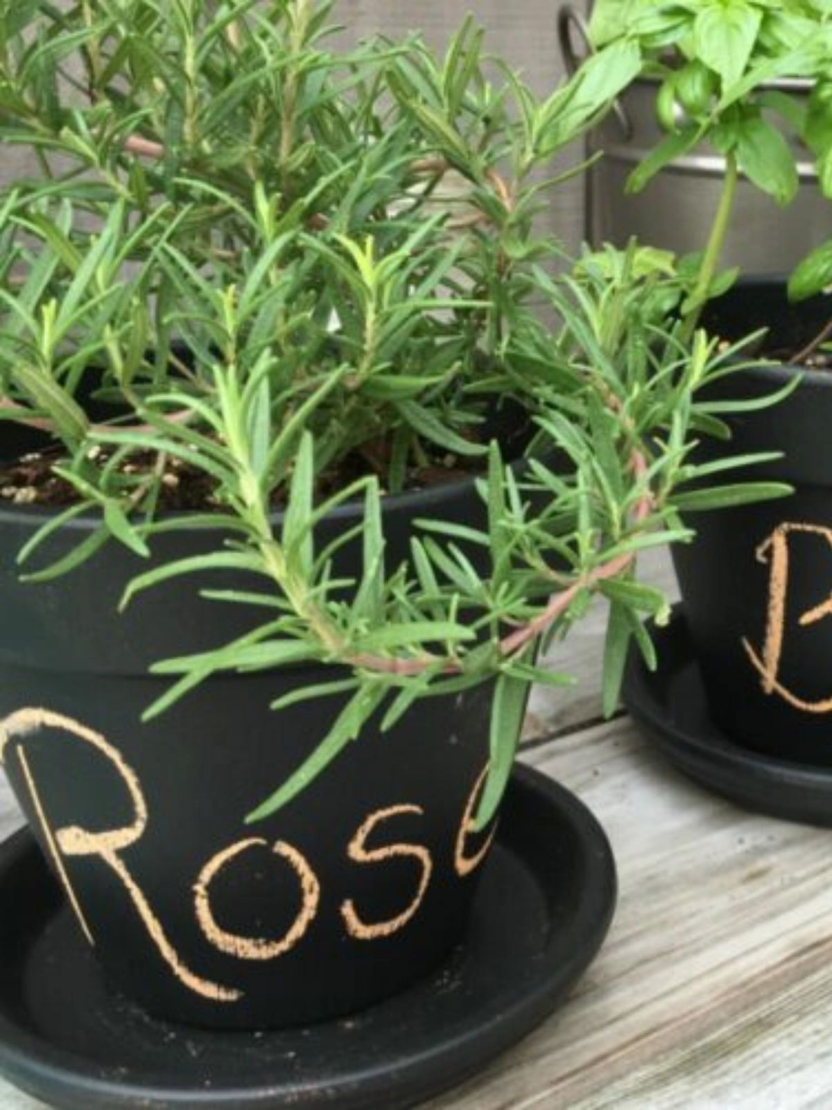 chalkboard painted clay pots with fresh herbs.