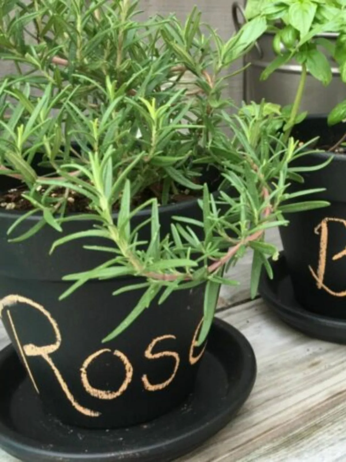 chalkboard painted clay pots with fresh herbs.