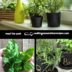 tips for growing herbs indoors collage pinterest photo.