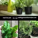 tips for growing herbs indoors collage pinterest photo.