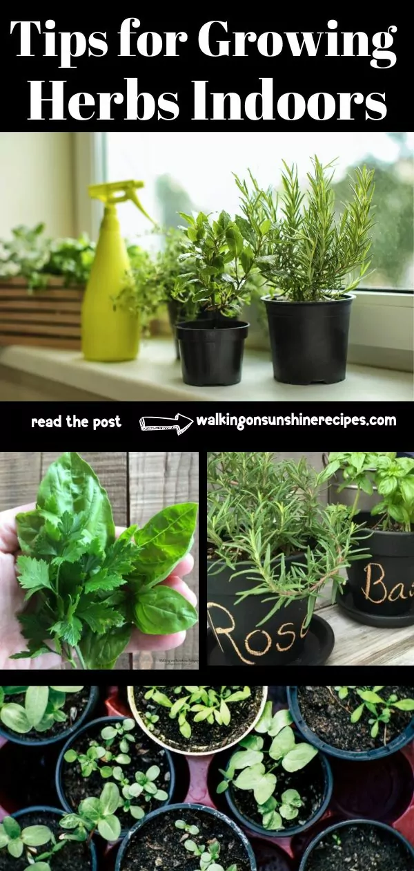 tips for growing herbs indoors collage pinterest photo.