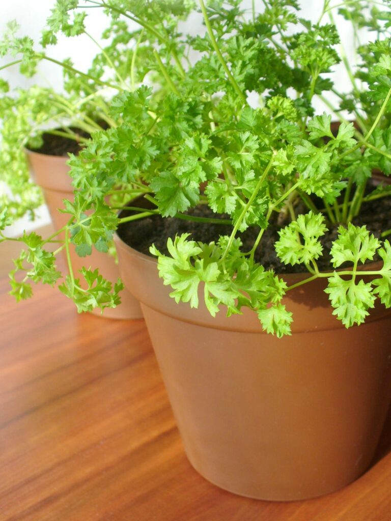 parsley in clay pot.