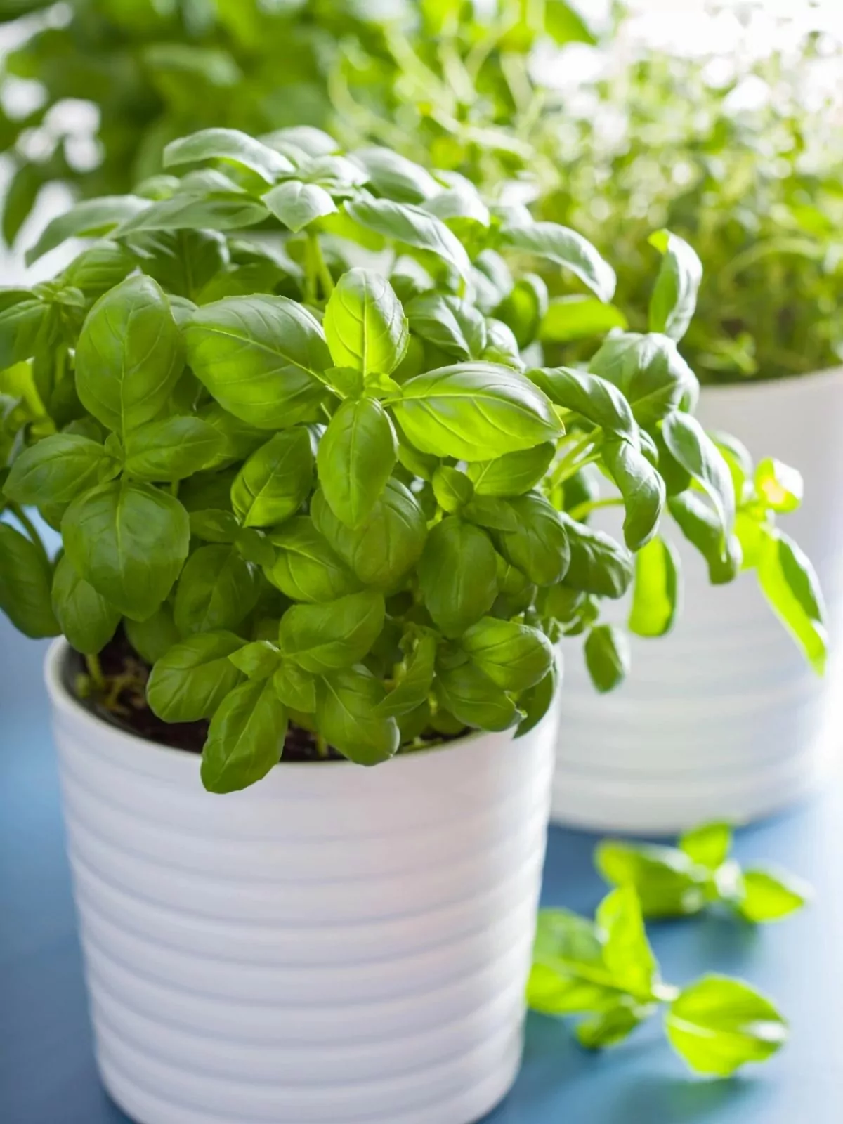 fresh planted basil in white pot.