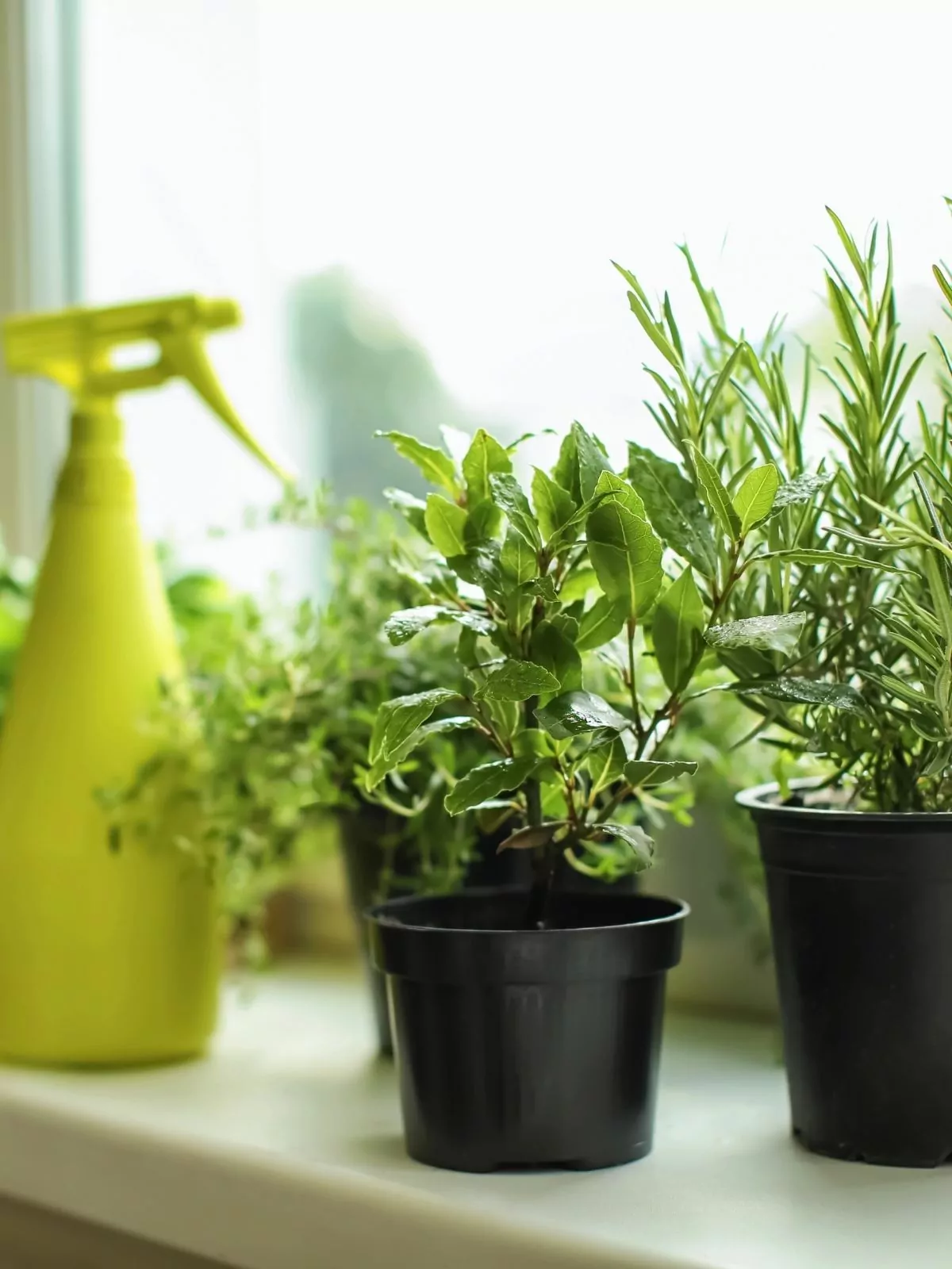 fresh rosemary and another herb in black pots on windowsill.