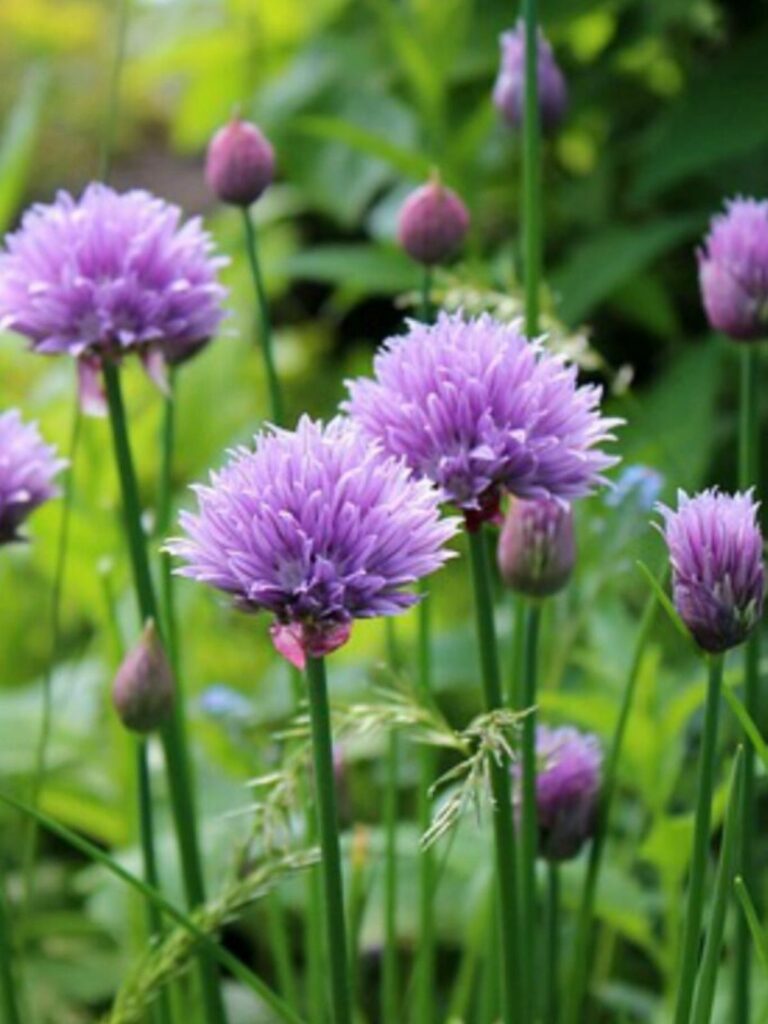 chives with flowers.