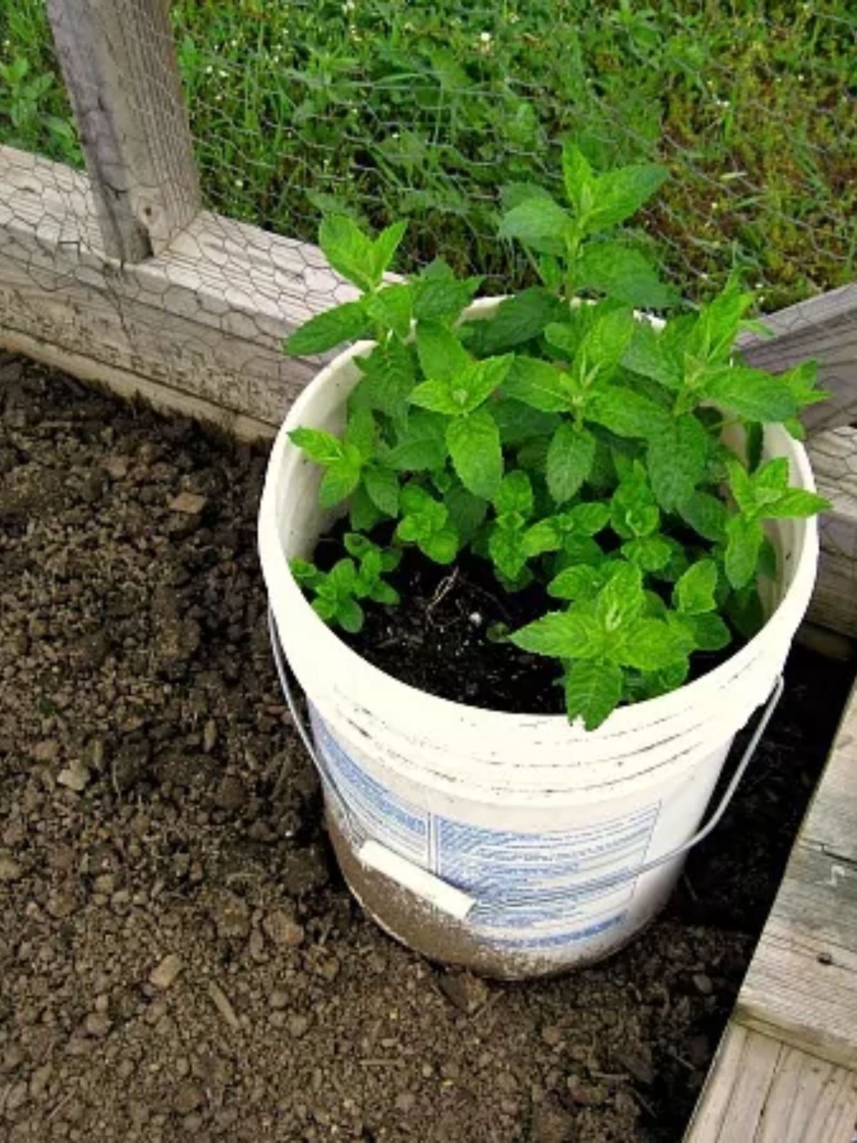 mint planted in a bucket to be planted in the garden.